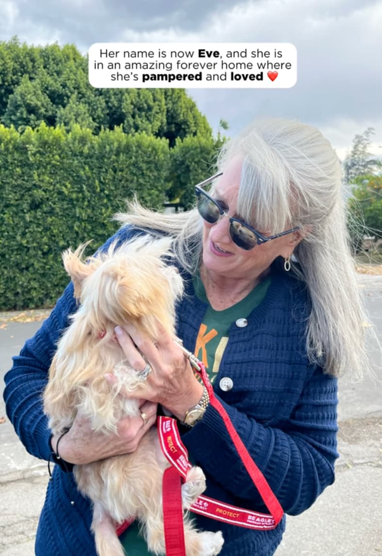 Tiny Senior Dog Was Nearly Euthanized Because She Couldn’t Move—But Rescuers Discovered Was Heartbreaking